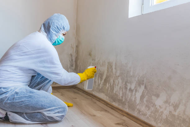 Hvac And Air Duct Mold Remediation inspection of HVAC system in Thonotosassa
