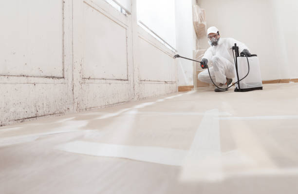 Black mold remediation team in Thonotosassa